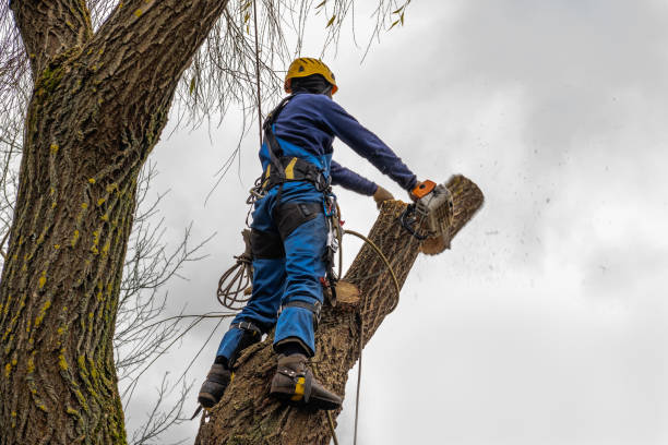 How Our Tree Care Process Works  in  North Muskegon, MI