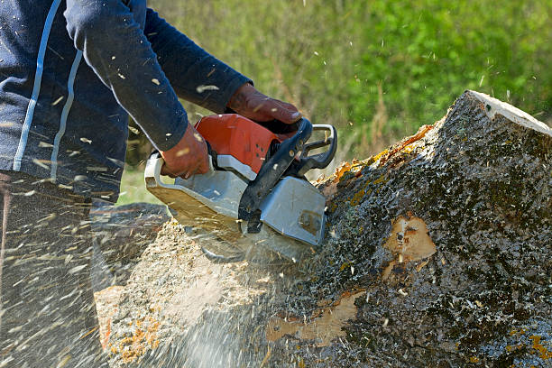 North Muskegon, MI Tree Removal Company